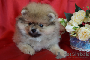 Photo №2 to announcement № 42094 for the sale of pomeranian - buy in Russian Federation breeder