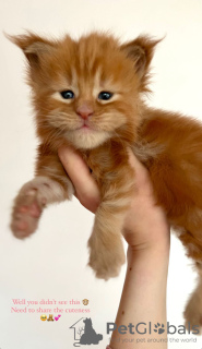 Photo №1. maine coon - for sale in the city of Berlin | 317$ | Announcement № 102670