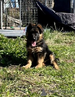 Photo №1. german shepherd - for sale in the city of Irkutsk | 355$ | Announcement № 142478