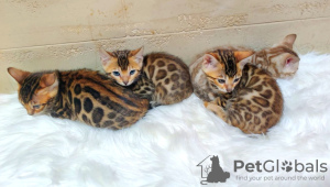 Photo №3. Bengal cat - Bengal kittens. Russian Federation