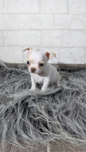 Photo №2 to announcement № 8003 for the sale of chihuahua - buy in Belarus from nursery, breeder