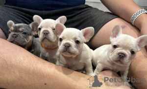 Additional photos: beautiful french bulldog puppies