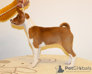 Photo №2 to announcement № 91751 for the sale of basenji - buy in Poland private announcement