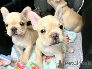 Photo №1. french bulldog - for sale in the city of Tallinn | negotiated | Announcement № 124646