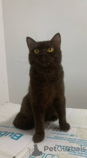 Photo №2 to announcement № 168163 for the sale of british shorthair - buy in United Kingdom private announcement