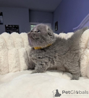 Photo №1. scottish fold - for sale in the city of Dettenheim | 361$ | Announcement № 177979
