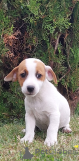 Photo №1. jack russell terrier - for sale in the city of Wschowa | 402$ | Announcement № 62731