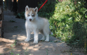 Photo №4. I will sell siberian husky in the city of Permian. private announcement - price - negotiated