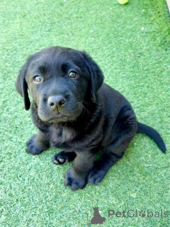 Photo №1. labrador retriever - for sale in the city of Nantes | negotiated | Announcement № 177478