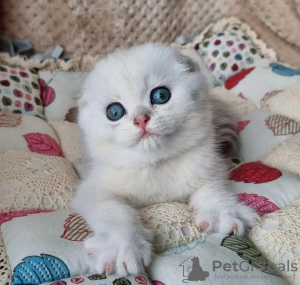Photo №1. scottish fold - for sale in the city of Los Angeles | 300$ | Announcement № 99296