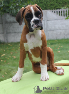 Photo №2 to announcement № 63024 for the sale of boxer - buy in Belarus 