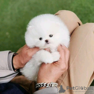 Photo №3. Beautiful Pomeranian puppies. Switzerland