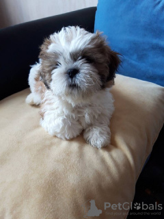 Photo №2 to announcement № 10413 for the sale of shih tzu - buy in Ukraine private announcement