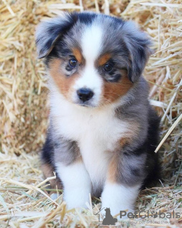 Photo №1. australian shepherd - for sale in the city of Амстердам | negotiated | Announcement № 84080