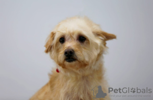 Photo №1. non-pedigree dogs - for sale in the city of Москва | Is free | Announcement № 32304