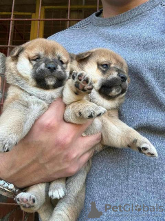 Additional photos: Shiba Inu TOP puppies