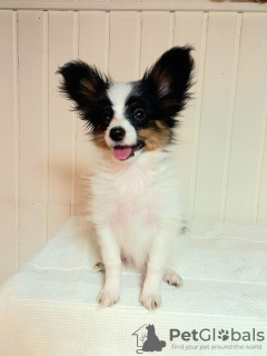 Photo №1. papillon dog - for sale in the city of Москва | 781$ | Announcement № 93615