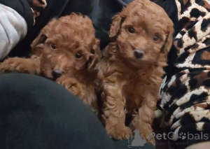 Photo №1. poodle (toy) - for sale in the city of Jarkovac | negotiated | Announcement № 160873