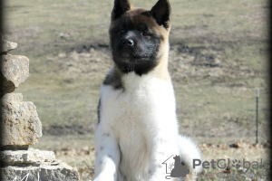 Photo №3. Akita puppies with well socialize character. United States