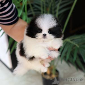 Photo №1. pomeranian - for sale in the city of Albert Park | 300$ | Announcement № 154012