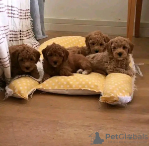 Photo №1. poodle (toy) - for sale in the city of Námestovo | 359$ | Announcement № 29256