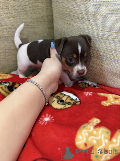 Photo №1. jack russell terrier - for sale in the city of Joensuu | negotiated | Announcement № 162117