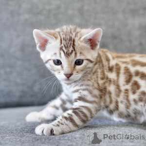 Photo №3. Meet Leo the golden boy with a wild heart and a gentle soul. Born to explore,. Germany