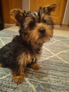 Photo №3. Yorkie puppy.. Estonia