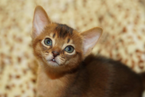 Photo №1. abyssinian cat - for sale in the city of Minsk | 500$ | Announcement № 1364
