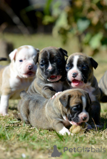 Photo №1. staffordshire bull terrier - for sale in the city of Nice | negotiated | Announcement № 163891