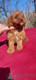 Photo №4. I will sell kavapu in the city of Kiev. private announcement, from nursery, breeder - price - 753$