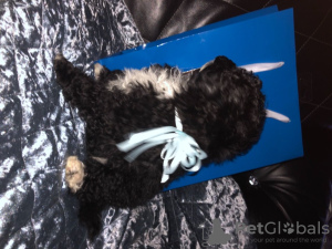 Additional photos: Toy Poodles
