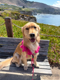 Photo №4. I will sell golden retriever in the city of ALAVUS. private announcement - price - 671$
