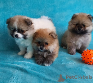 Photo №1. pomeranian - for sale in the city of Frankfurt | negotiated | Announcement № 165021