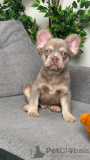 Photo №1. french bulldog - for sale in the city of Tbilisi | negotiated | Announcement № 129307