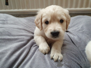 Photo №4. I will sell golden retriever in the city of Cologne. breeder - price - 423$