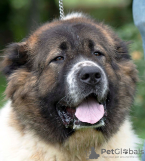 Additional photos: Caucasian Shepherd puppies