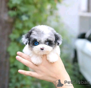 Photo №2 to announcement № 133025 for the sale of pomeranian - buy in United States private announcement