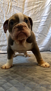 Photo №4. I will sell english bulldog in the city of Munich. private announcement, from nursery - price - 555$