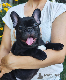 Photo №3. beautiful french bulldog puppies. Germany