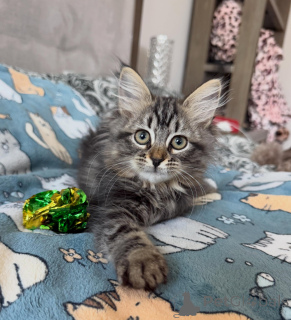 Photo №3. Last Litter of Siberian Cats Going Fast!. Ukraine