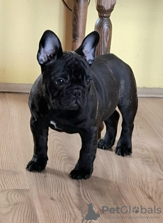 Photo №1. french bulldog - for sale in the city of Smederevo | negotiated | Announcement № 130932