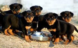 Photo №1. rottweiler - for sale in the city of Berlin | 206$ | Announcement № 160658