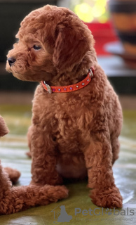 Additional photos: Miniature poodle puppies