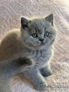 Photo №2 to announcement № 96116 for the sale of british shorthair - buy in Germany from nursery, from the shelter, breeder