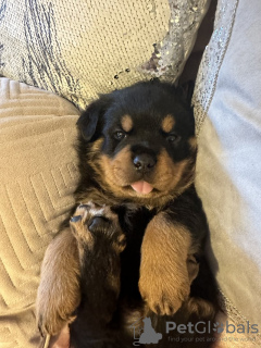 Photo №3. KC registered Rottweiler Puppies For adoption. United States