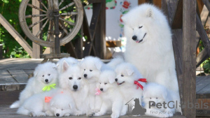 Photo №1. samoyed dog - for sale in the city of Hervanta | 400$ | Announcement № 56444