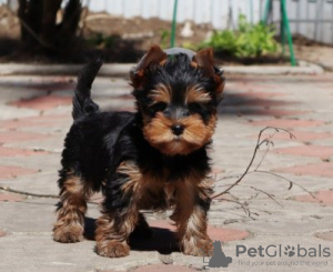 Photo №1. yorkshire terrier - for sale in the city of Dusseldorf | 280$ | Announcement № 119352