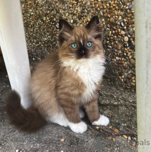 Photo №1. ragdoll - for sale in the city of Berlin | negotiated | Announcement № 165690
