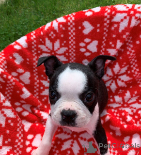 Photo №3. Adorable Boston Terrier Puppies for free adoption. Germany